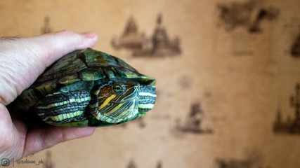 turtle in hand