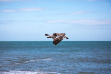 Fliegende Möwe am Strand von Eastbourne