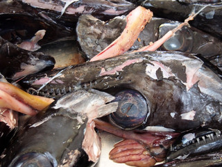 heads of the black scabbard fish Aphanopus carbo left over from filleting on a market stall in...
