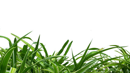 long green verrigated leaves on a white background
