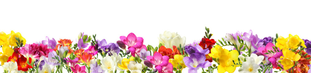 Obraz na płótnie Canvas Beautiful spring hyacinth flowers isolated on white