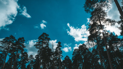 forest spring summer