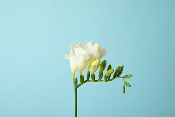 Beautiful freesia with fragrant flowers on color background