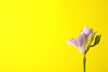 Beautiful freesia with fragrant flowers on color background. Space for text