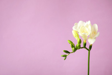 Beautiful freesia with fragrant flowers on color background. Space for text