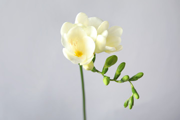 Beautiful freesia with fragrant flowers on grey background
