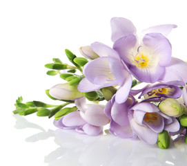 Bouquet of fresh freesia flowers isolated on white