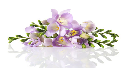 Fototapeta na wymiar Bouquet of fresh freesia flowers isolated on white