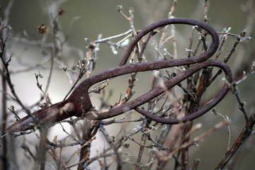 old rusty scissors spring garden 