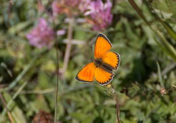 lycaena italica - eurydame - hippothoe
