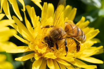 Ape su fiore di Tarassaco © Sergiogen
