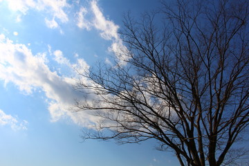 冬の空