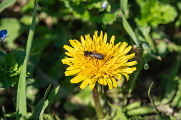 Mining Bee on Dandelion Flower in Springtime