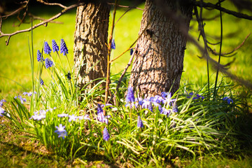 Frühling in 50mm