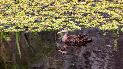 Lone female Mallard duck in marshy wetlands