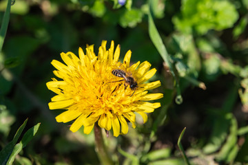 Mining Bee on Dandelion Flower in Springtime