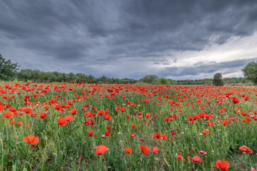 Fototapeta na wymiar poppy field of red poppies