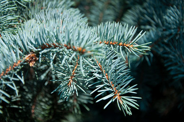 Naklejka na ściany i meble Branch of spruce with fir-needles blue color. Summer 