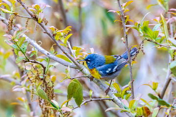 The deep yellow and brilliant blue of the Northern Parula bird feathers easily attracts the eye