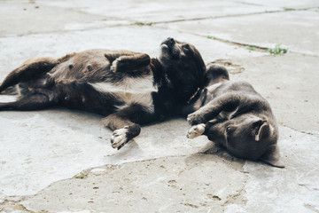 Little gray puppies. Home Dog. Beautiful Background.