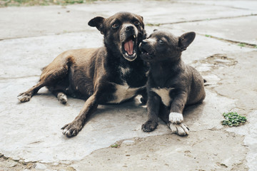 Little gray puppies. Home Dog. Beautiful Background.