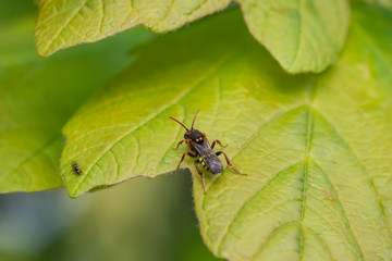 Nomad Bee on Leaf in Springtime