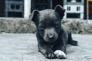 Little gray puppies. Home Dog. Beautiful Background.