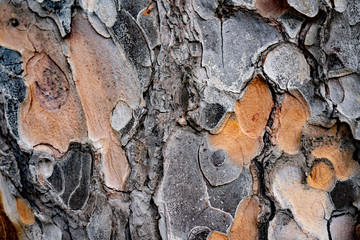 Bark of Pine Tree Close Up for background