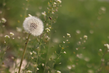 Dandelion