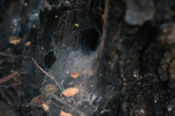 funnel weaving spider deep
