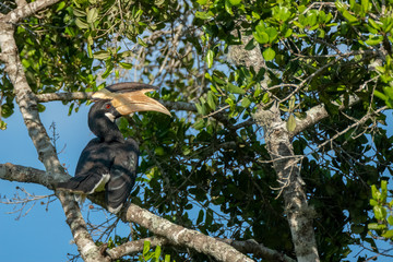 Malabar Pied Hornbill (Anthracoceros coronatus), Yala National Park, Sri Lanka
