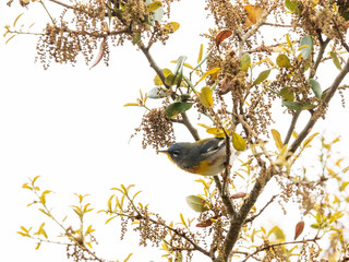 The deep yellow and brilliant blue of the Northern Parula bird feathers easily attracts the eye