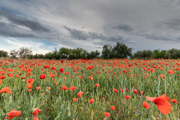 poppy field of red poppies