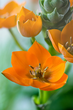 Ornithogalum dubium
