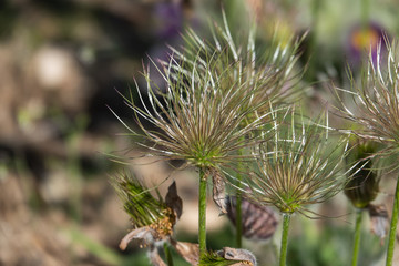 Pasqueflower Fruits  in Springtime