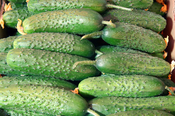 fresh cucumbers on a background