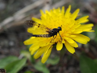 マエグロヒメフタオカゲロウ