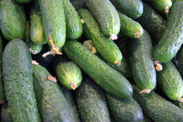 cucumbers from the field