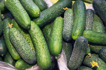 Cucumber harvest. Many cucumbers.