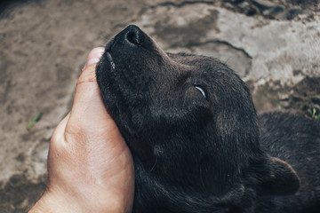 Little gray puppies. Home Dog. Beautiful Background.
