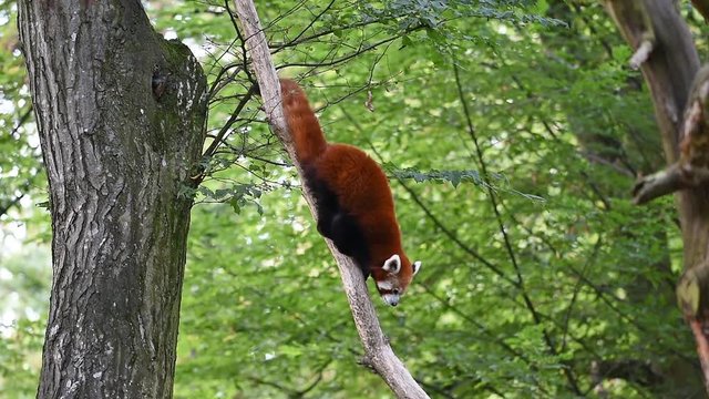 Red panda (latin name Ailurus fulgens) is hiking on the tree. Rare exotic animal on tree leaves.