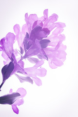 Fototapeta na wymiar purple flower isolated on white background