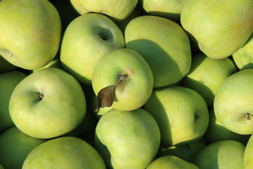 perfect green apples in the market	