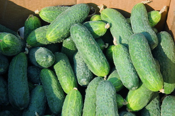 fresh cucumbers for sale at farmers market