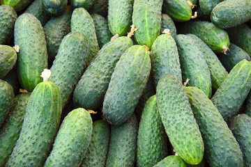 fresh cucumbers in the market