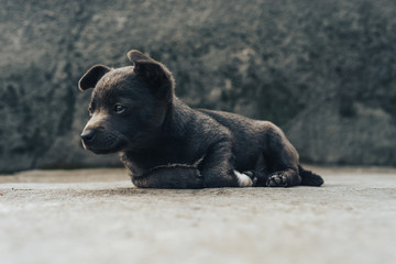 Little gray puppies. Home Dog. Beautiful Background.