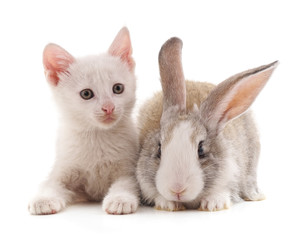 Kitten and rabbit.