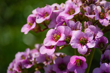 Fototapeta premium Purple Bergenia Flowers in Bloom in Springtime