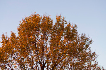 Fototapeta premium Oak tree with red leaves on the background with blue sky. Fall