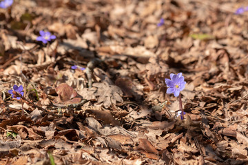 Blue Scilla flower that grows in the forest